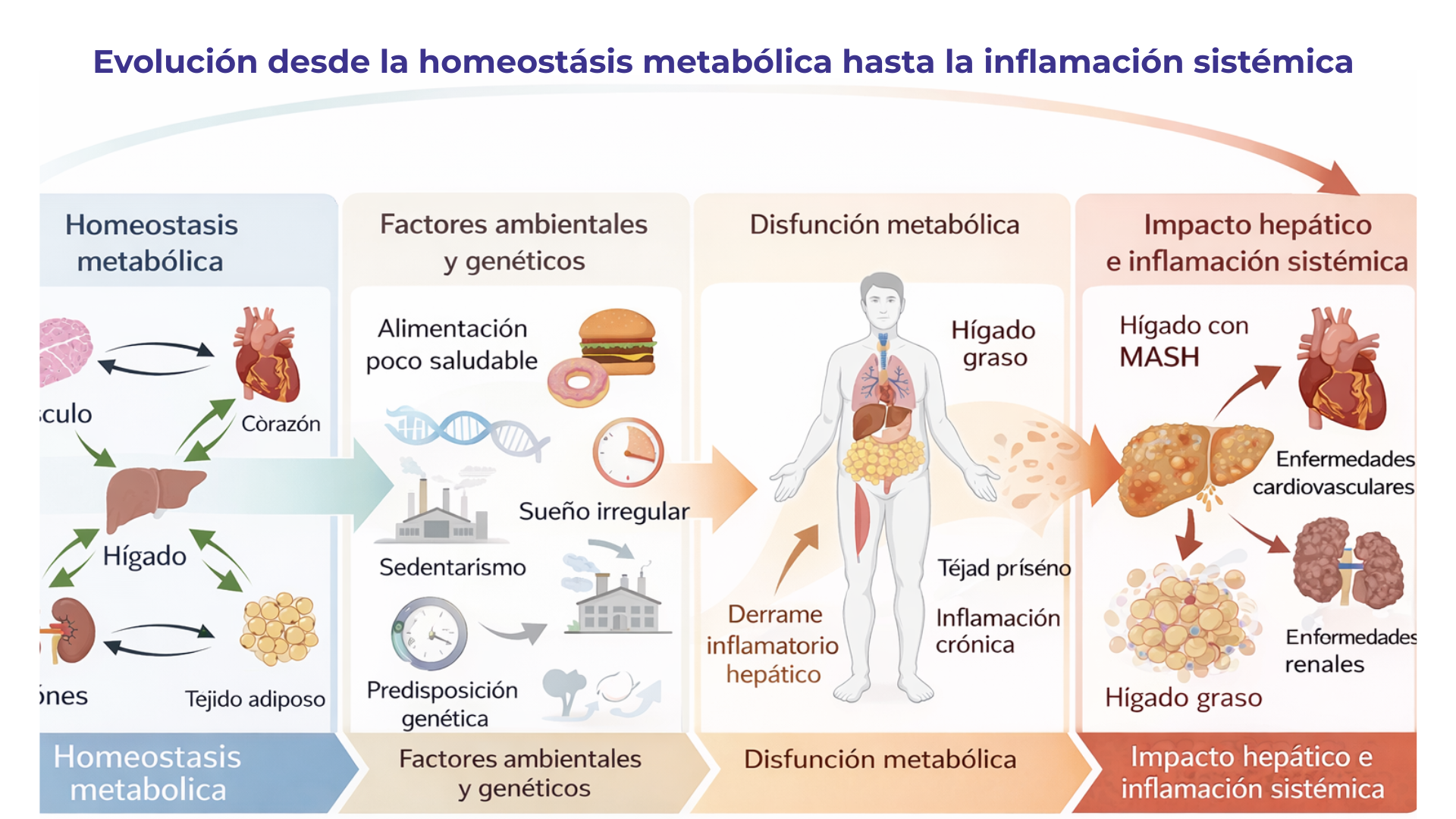 Evolución de la obesidad desde la homeostasis metabólica hasta la inflamación sistémica y el impacto hepático.